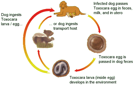 Coccidia (protozoa)