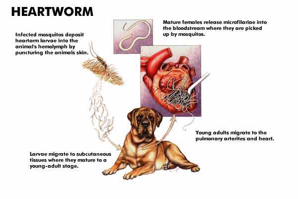 Heartworms (Dirofilaria immitis)