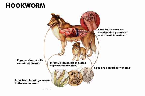 Hookworms (Ancylostoma caninum/Uncinaria stenocephala)