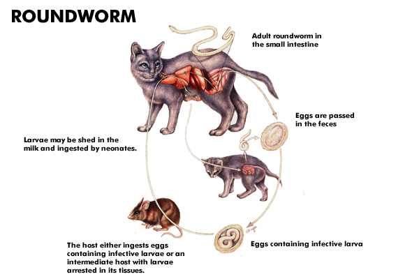 Roundworms (Toxocara canis/Toxascaris leonine)