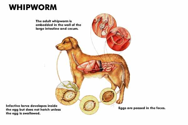 Whipworms (Trichuris vulpis)